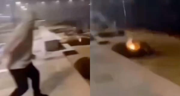 VIDEO | Investigan cruel ataque a lobos marinos con fuegos artificiales en Valdivia: autor sigue prófugo